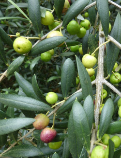 OLEA EUROPAEA