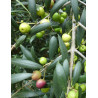 OLEA EUROPAEA