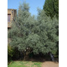 OLEA EUROPAEA