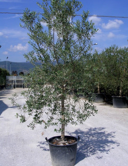 OLEA EUROPAEA