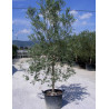 OLEA EUROPAEA