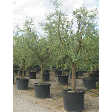 OLEA EUROPAEA