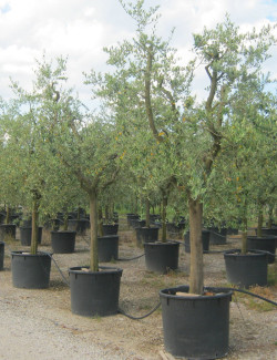 OLEA EUROPAEA