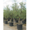OLEA EUROPAEA