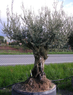 OLEA EUROPAEA