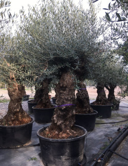 OLEA EUROPAEA