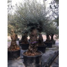 OLEA EUROPAEA