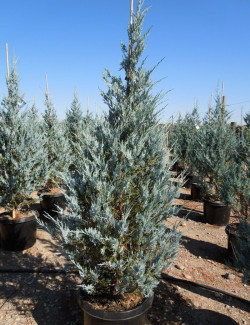 JUNIPERUS scopulorum MOONGLOW