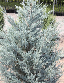 JUNIPERUS scopulorum MOONGLOW