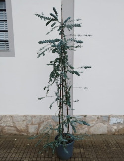 gommier-pulverulent-baby-blue-eucalyptus-pulverulenta-baby-blue-2.jpg