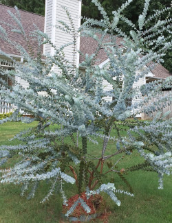 gommier-pulverulent-baby-blue-eucalyptus-pulverulenta-baby-blue.jpg