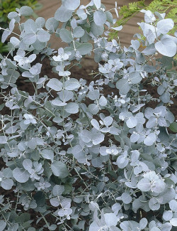 gommier-pulverulent-baby-blue-eucalyptus-pulverulenta-baby-blue-1.jpg