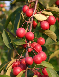MALUS PROFUSION