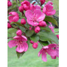 MALUS PROFUSION