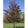 MALUS PROFUSION