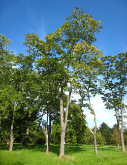 AILANTHUS altissima