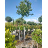 BETULA pendula MAGICAL GLOBE En pot de 25-30 litres forme tige hauteur du tronc 180-200 cm