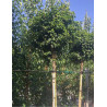 BETULA pendula MAGICAL GLOBE