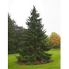 PICEA omorika (Épicéa de Serbie)