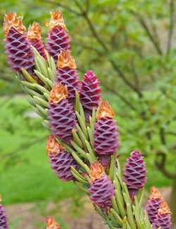 PICEA omorika (Épicéa de Serbie)
