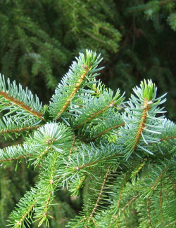 PICEA omorika (Épicéa de Serbie)