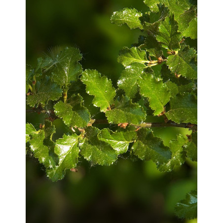NOTHOFAGUS antartica NOTHOFAGUS antartica