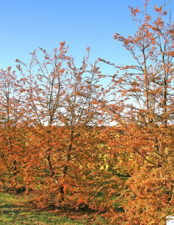 NOTHOFAGUS antartica