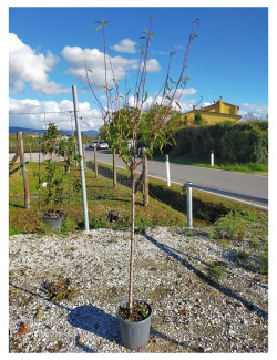 AMANDIER PRINCESSE En pot de 15-20 litres tige hauteur du tronc 090-110 cm