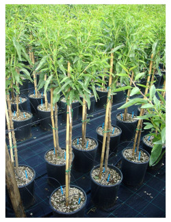 AMANDIER En pot de 10-12 litres forme gobelet