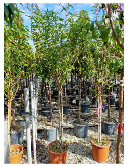 AMANDIER En pot de 25-30 litres forme tige hauteur du tronc 090-110 cm