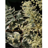 ARALIA elata VARIEGATA