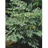ARALIA elata VARIEGATA