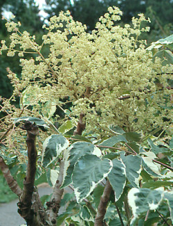 ARALIA elata VARIEGATA