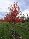 ACER freemanii AUTUMN BLAZE