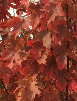 erable-freeman-autumn-blaze-acer-freemanii-autumn-blaze.jpg