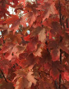 ACER freemanii AUTUMN BLAZE