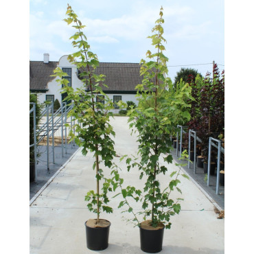 ACER rubrum FAIRVIEW FLAME En pot de 12-15 litres baliveau hauteur 150-175 cm