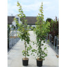 ACER rubrum FAIRVIEW FLAME En pot de 12-15 litres baliveau hauteur 150-175 cm