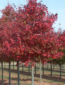 erable-rouge-fairview-flame-acer-rubrum-fairview-flame-1.jpg