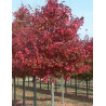 ACER rubrum FAIRVIEW FLAME