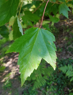 ACER rubrum FAIRVIEW FLAME
