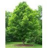 ACER saccharinum
