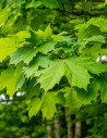 erable-a-sucre-acer-saccharum-2.jpg
