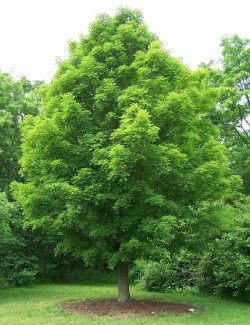 erable-a-sucre-acer-saccharum-4.jpg