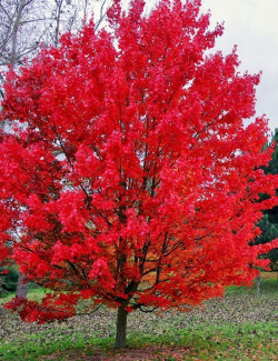 ACER rubrum OCTOBER GLORY