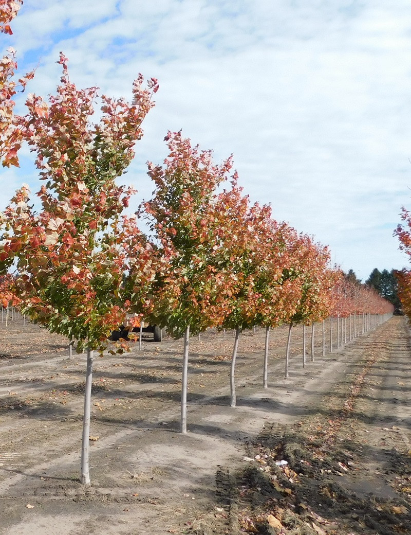 Acer Rouge ACER rubrum OCTOBER GLORY (Érable rouge)