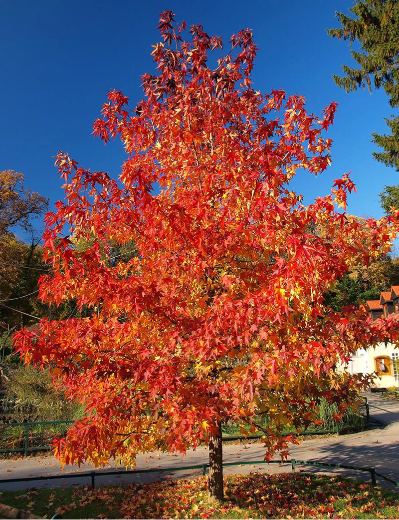Acer Rouge ACER rubrum OCTOBER GLORY (Érable rouge)