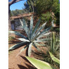 AGAVE americana