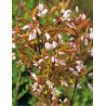 AMELANCHIER arborea ROBIN HILL
