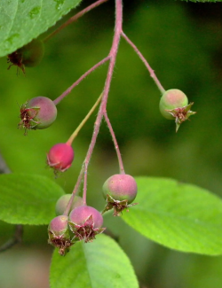 AMELANCHIER arborea ROBIN HILL